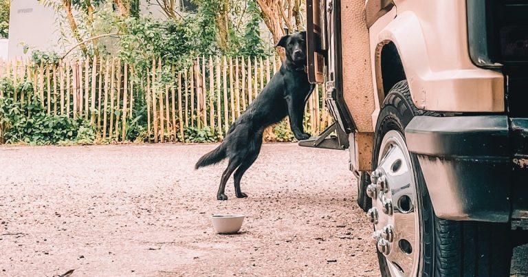 De Voor En Nadelen Van Reizen In De Camper Met Je Hond